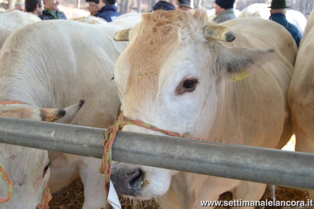 Alcuni momenti della fiera del bue grasso a Montechiaro