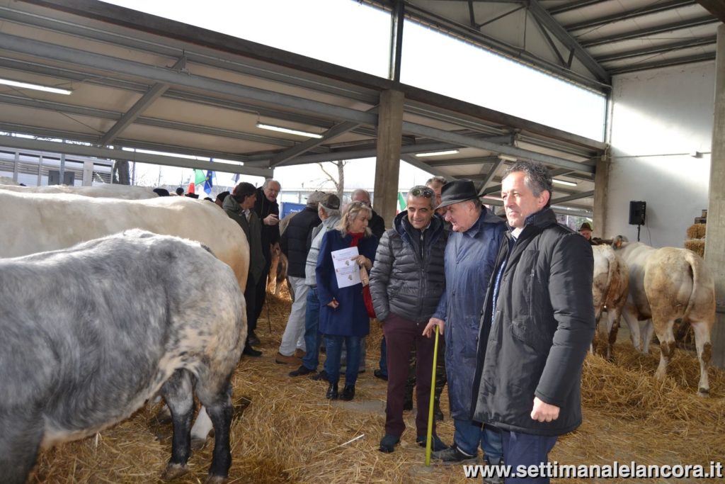 Alcuni momenti della fiera del bue grasso a Montechiaro