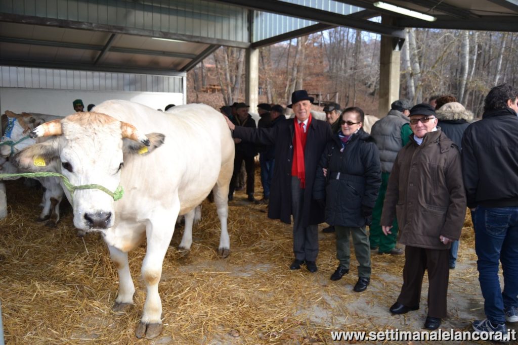 Alcuni momenti della fiera del bue grasso a Montechiaro