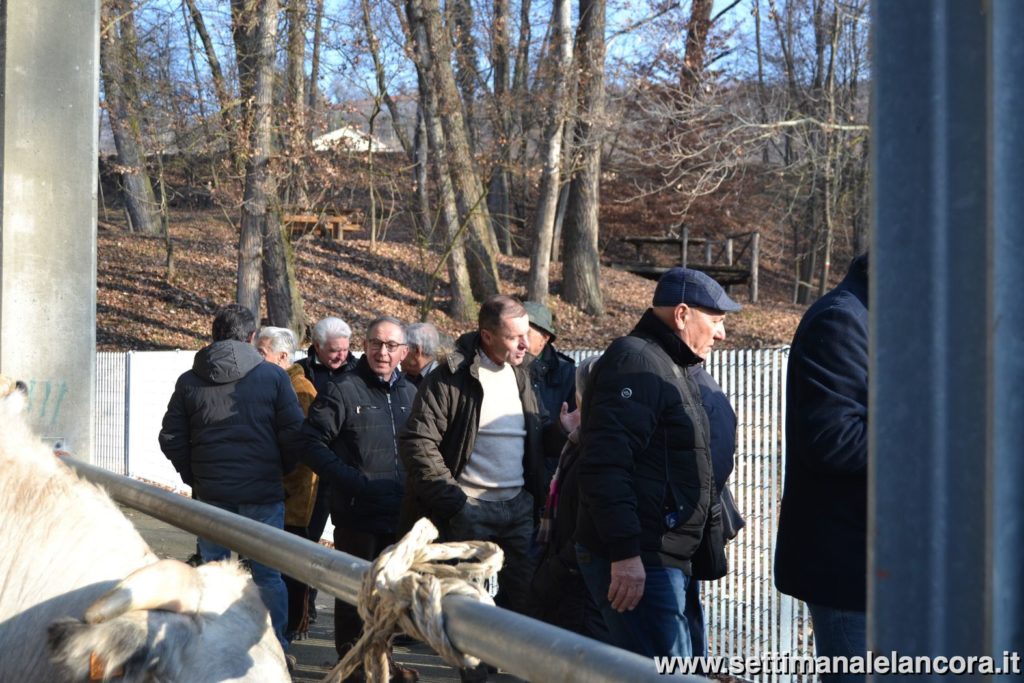 Alcuni momenti della fiera del bue grasso a Montechiaro