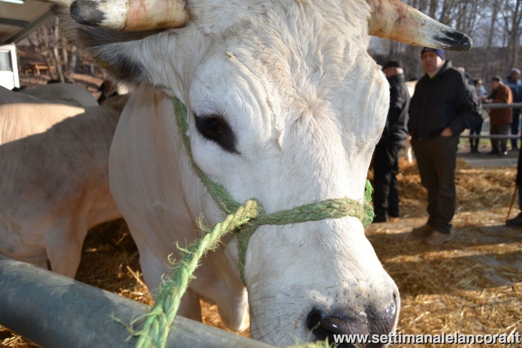 Alcuni momenti della fiera del bue grasso a Montechiaro