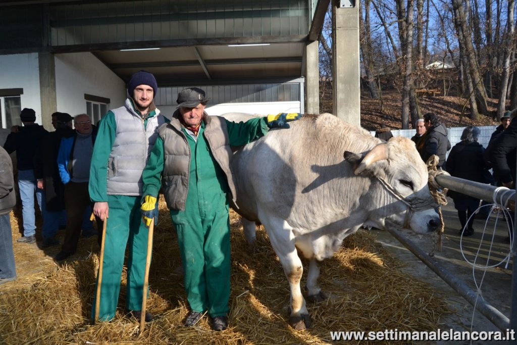 Alcuni momenti della fiera del bue grasso a Montechiaro