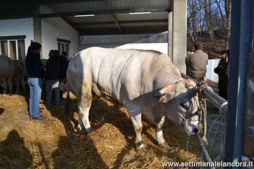 Alcuni momenti della fiera del bue grasso a Montechiaro