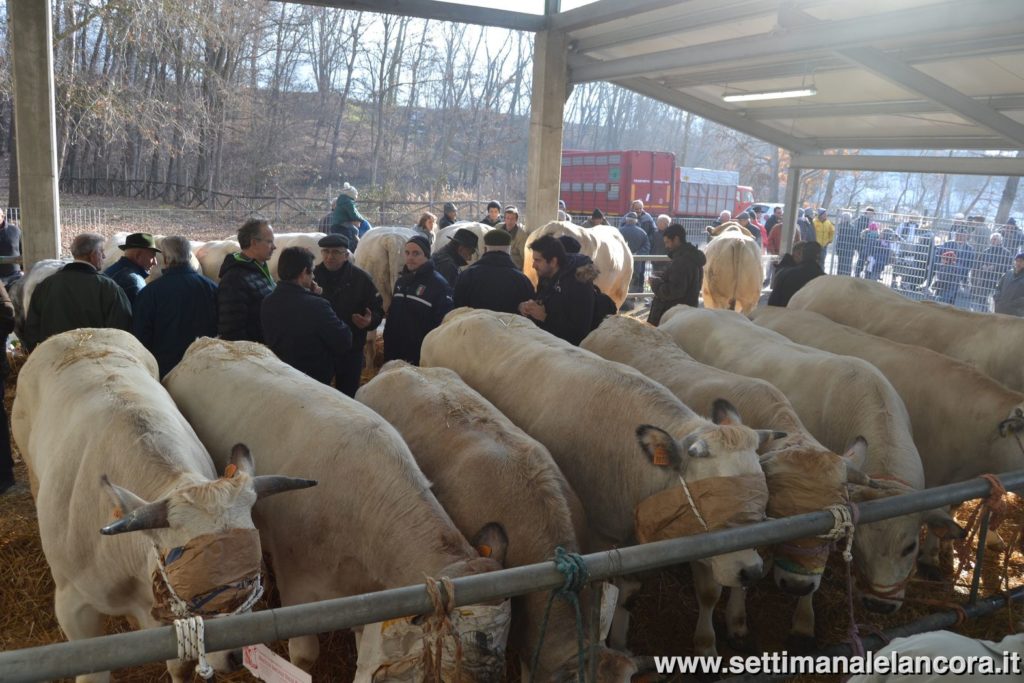 Alcuni momenti della fiera del bue grasso a Montechiaro