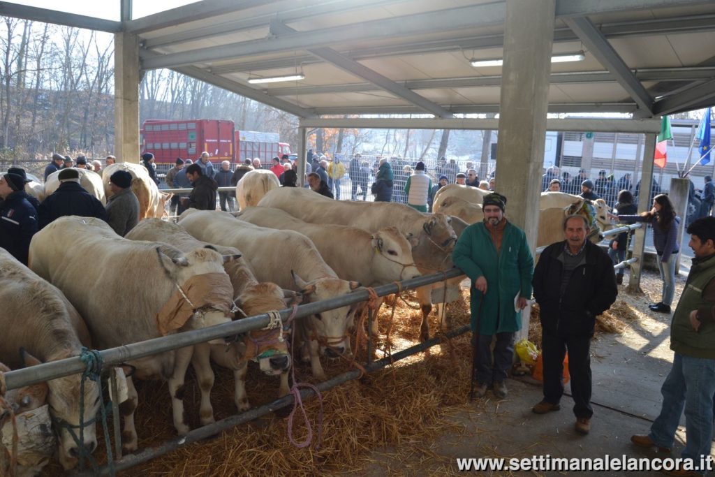 Alcuni momenti della fiera del bue grasso a Montechiaro