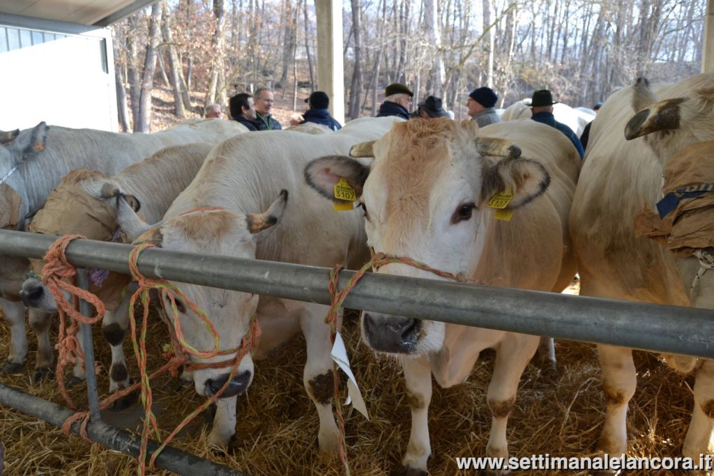 Alcuni momenti della fiera del bue grasso a Montechiaro