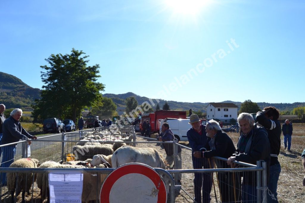 Fiera del montone grasso 2017