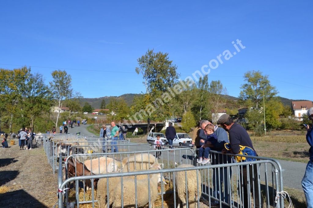 Fiera del montone grasso 2017