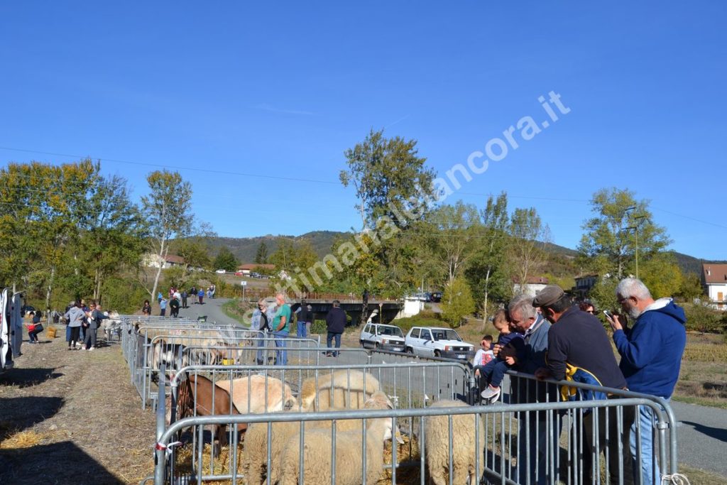 Fiera del montone grasso 2017