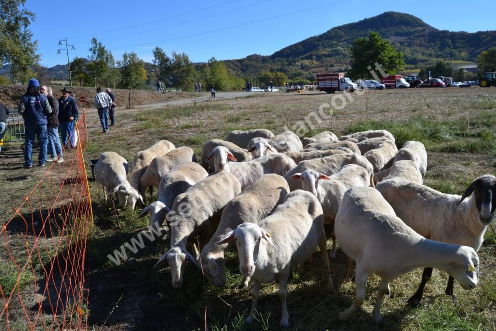 Fiera del montone grasso 2017