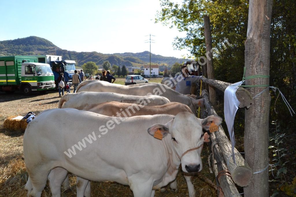 Fiera del montone grasso 2017