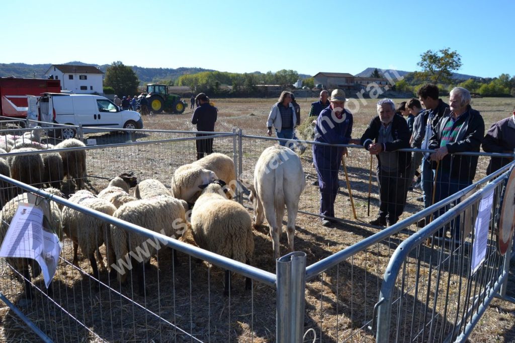 Fiera del montone grasso 2017