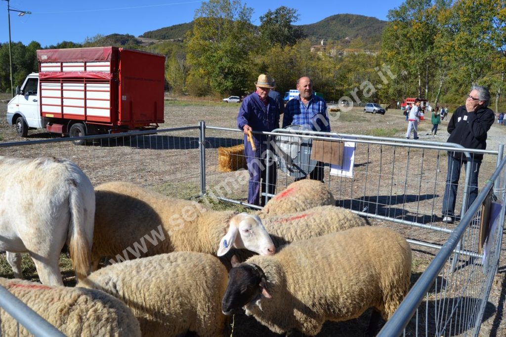 Fiera del montone grasso 2017