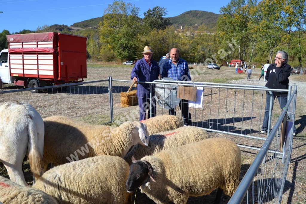 Fiera del montone grasso 2017