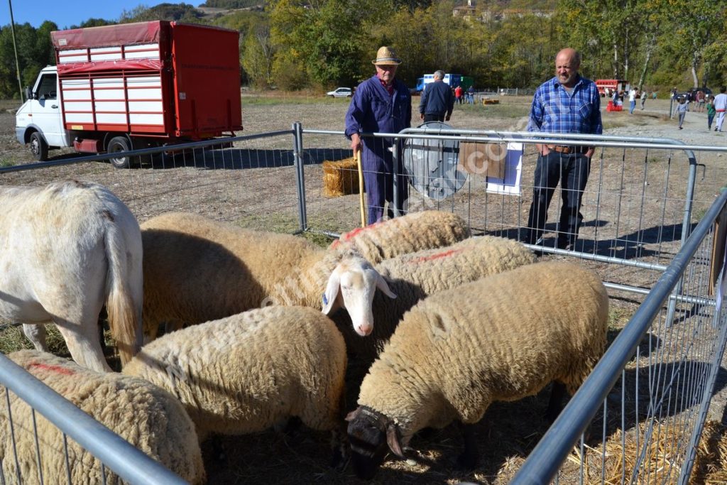 Fiera del montone grasso 2017