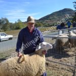 Fiera del montone grasso 2017