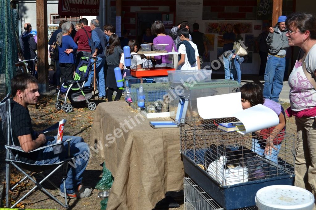 Fiera del montone grasso 2017