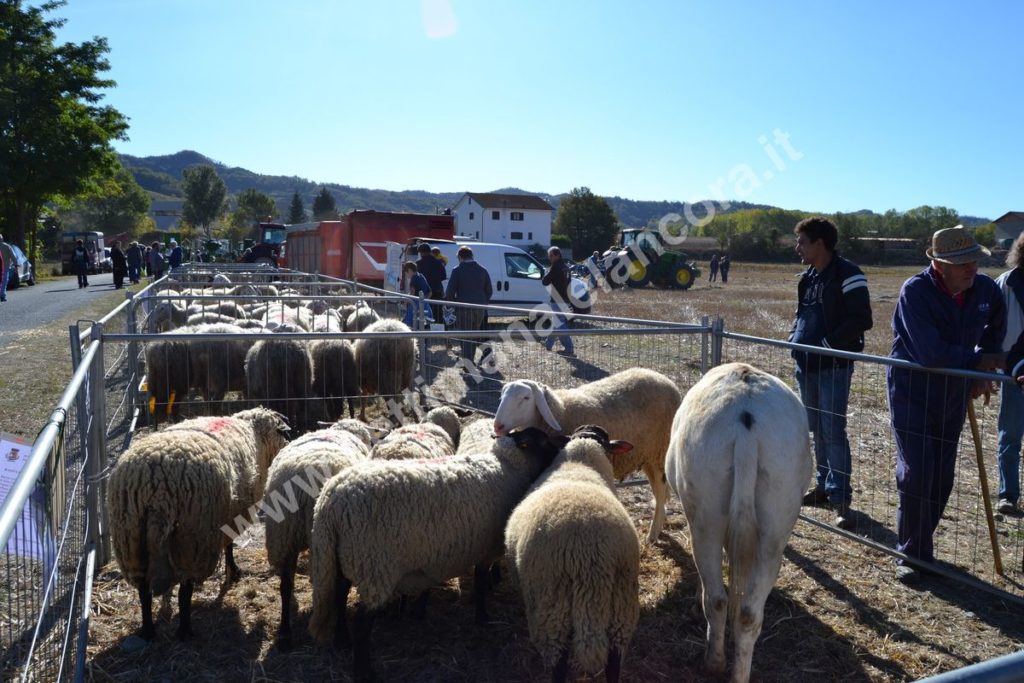 Fiera del montone grasso 2017