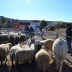 Fiera del montone grasso 2017