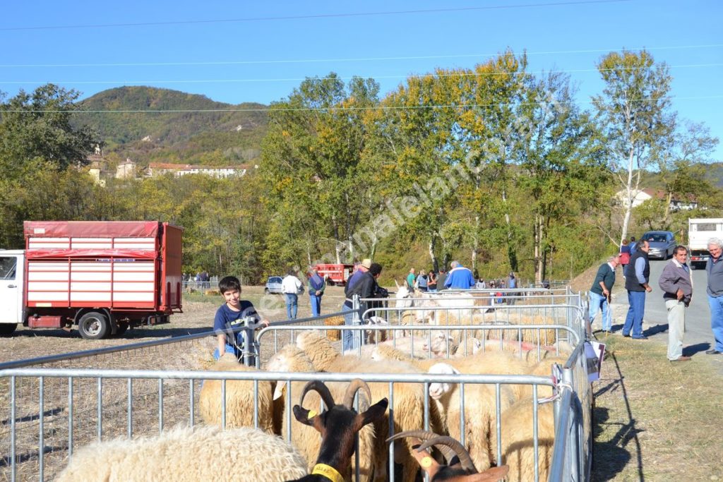 Fiera del montone grasso 2017