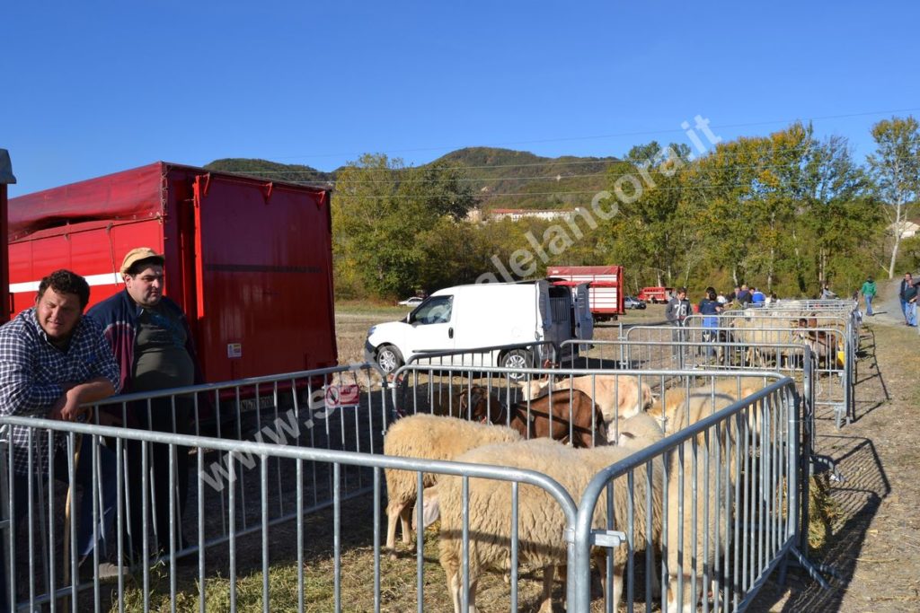 Fiera del montone grasso 2017