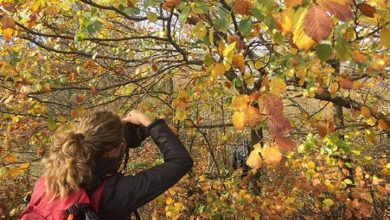 albero autunno