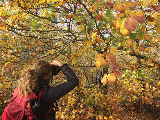 albero autunno