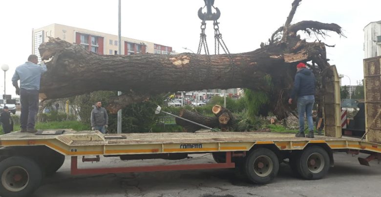 rimozione albero caduto