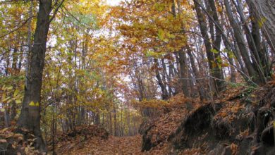 Escursione nel parco del Beigua