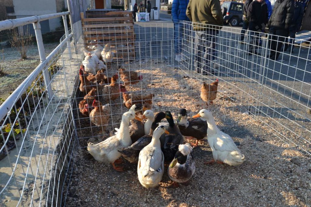 Vesime: grande fiera di Santa Lucia e del cappone nostrano