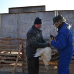 Vesime: grande fiera di Santa Lucia e del cappone nostrano