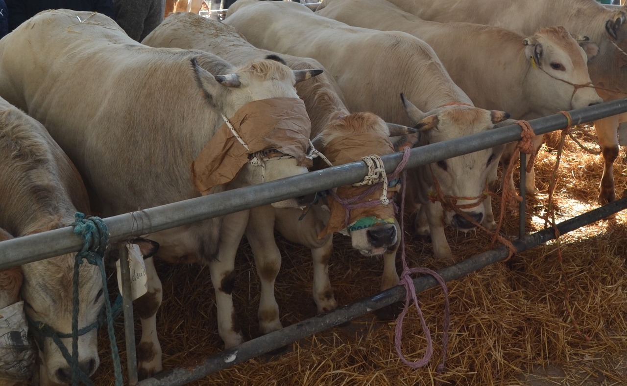 Ricetta veterinaria elettronica