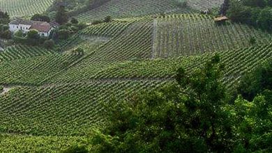 Sostegno alle produzioni agricole di qualità