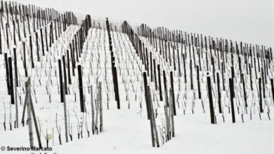 Neve sul Basso Piemonte, Coldiretti: “Boccata di ossigeno”