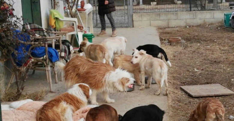 Una veterinaria per gli ospiti del canile