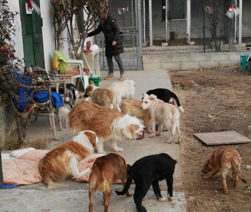 Una veterinaria per gli ospiti del canile