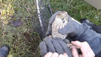 Vigili del fuoco recuperano rapace