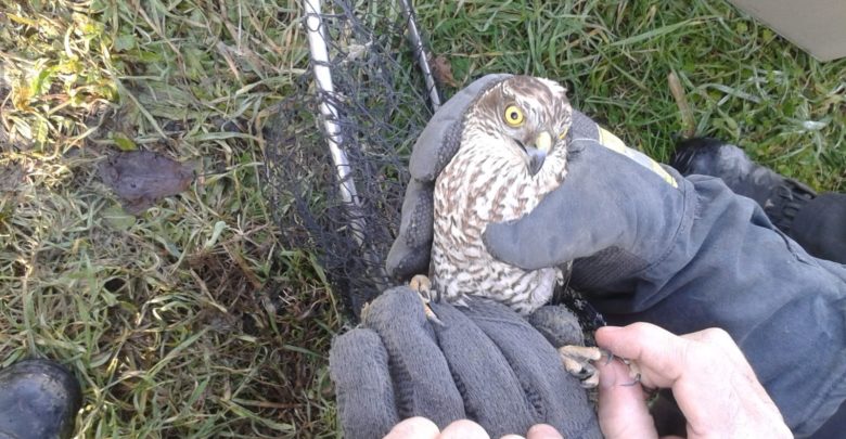 Vigili del fuoco recuperano rapace