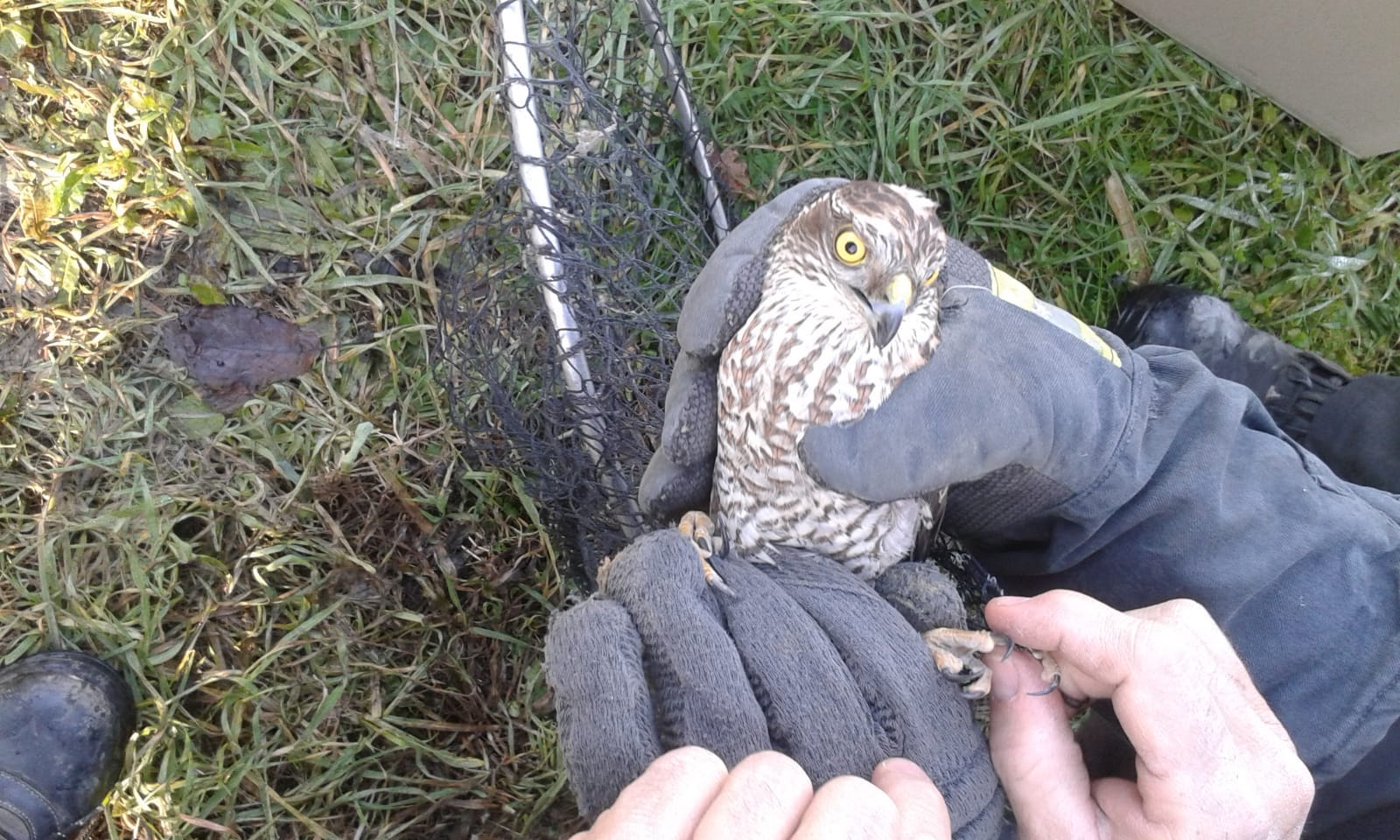 Vigili del fuoco recuperano rapace