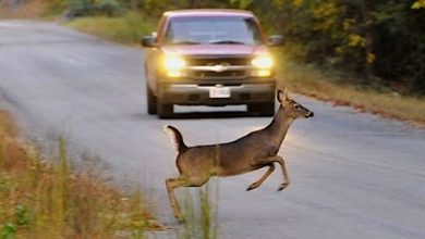 Fauna selvatica: la protesta degli agricoltori Cia in Regione