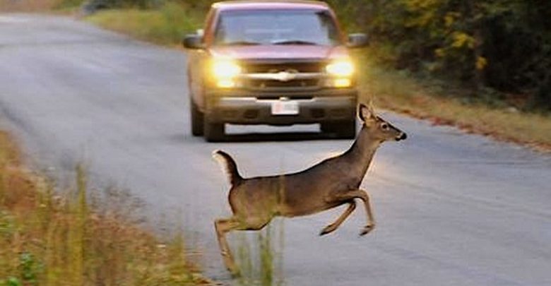 Fauna selvatica: la protesta degli agricoltori Cia in Regione