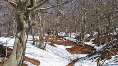 Montagna e foreste