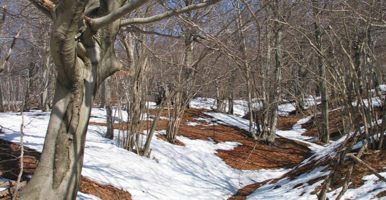 Montagna e foreste