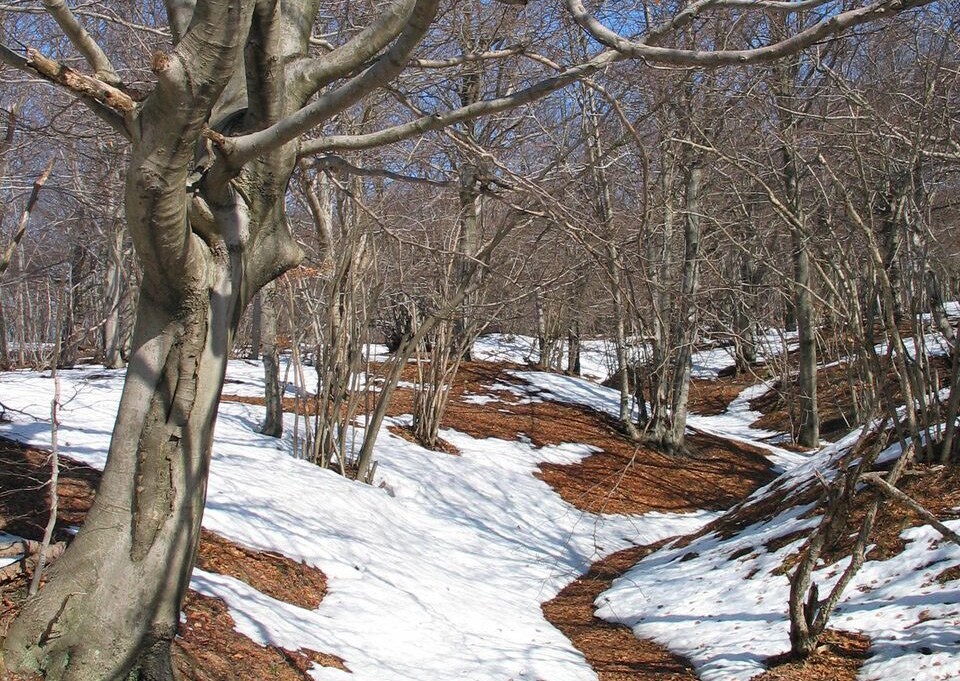 Montagna e foreste