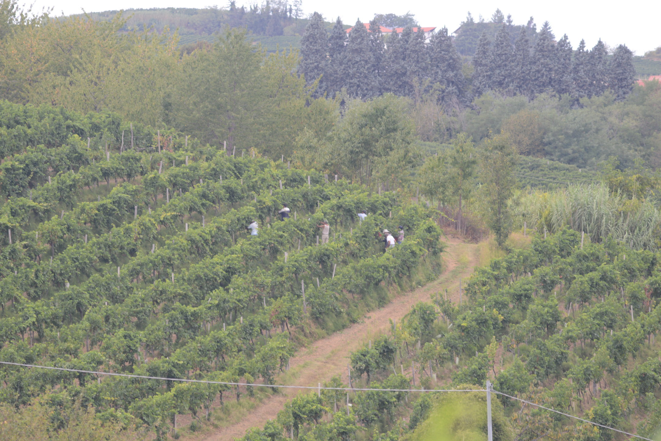 Aperto il bando 2019 per l’impianto di nuovi vigneti