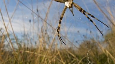 Andar per… ragni il giorno di Pasquetta