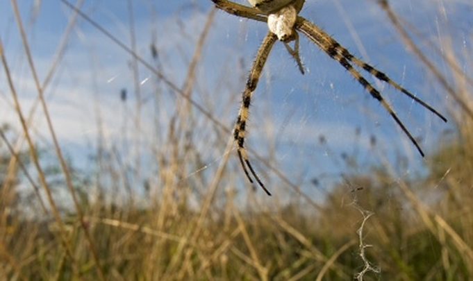 Andar per… ragni il giorno di Pasquetta