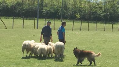 Cassine sheepdog