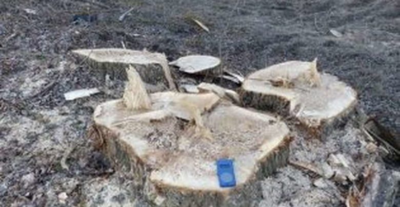 In un’area protetta europea, distrutto un bosco ripariale lungo il Fiume Bormida con alberi secolari