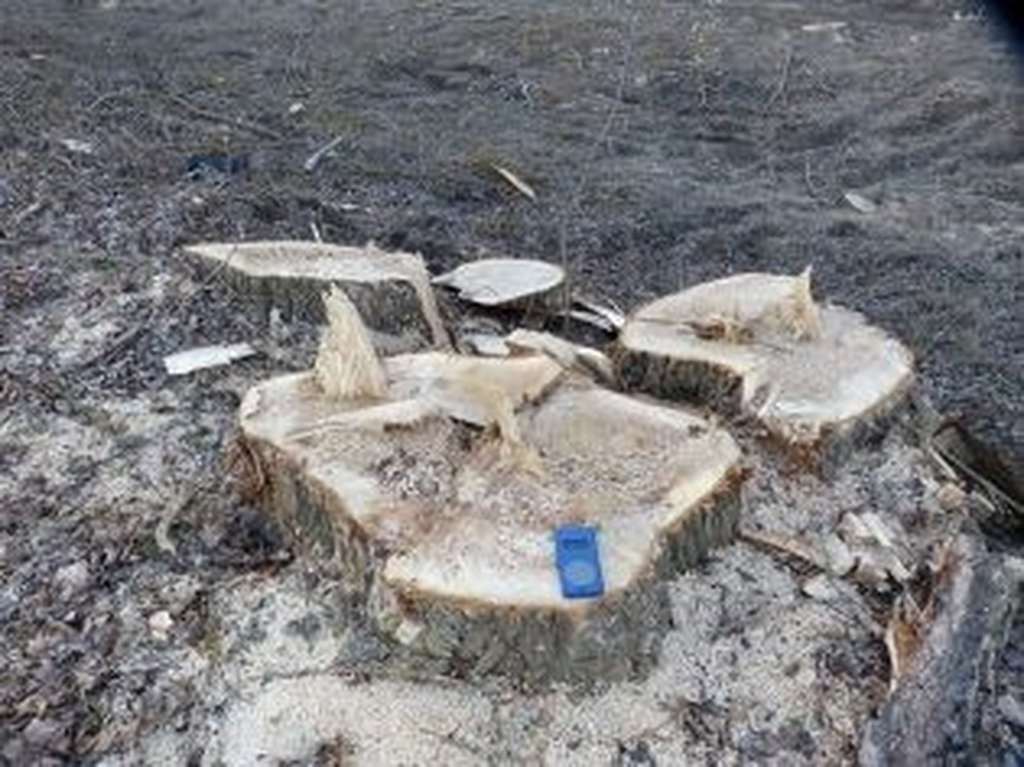 In un’area protetta europea, distrutto un bosco ripariale lungo il Fiume Bormida con alberi secolari